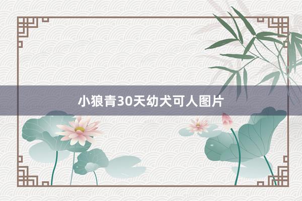 小狼青30天幼犬可人图片